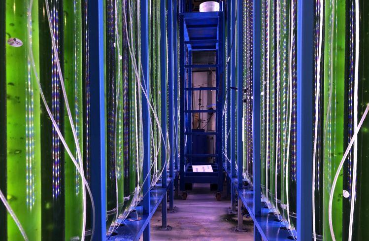 Yemoja: ‘Contamination-proof’ algal innovation