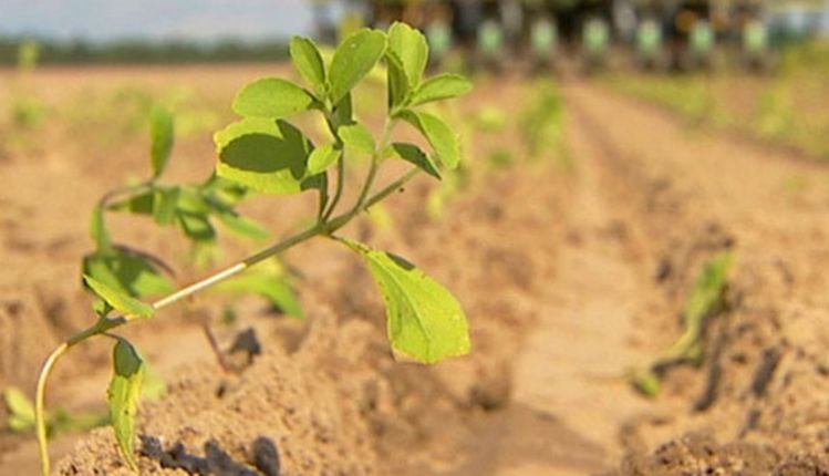 Sweet Green Fields and Tate & Lyle introduce glycosylated stevia extract that can be labeled as ‘natural flavor’