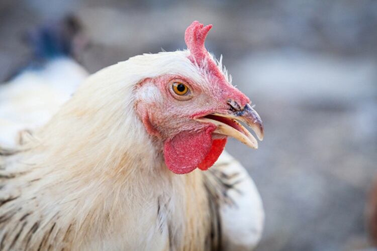 Brazilian poultry exports grow in volume and value