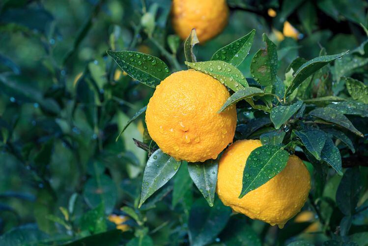 From Yuzu to Iyokan: Exploring T Hasegawa's Japanese citrus flavor collection
