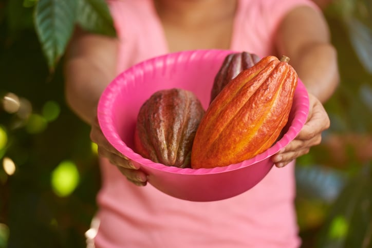 Digitizing-the-cocoa-value-chain-in-Honduras.jpg