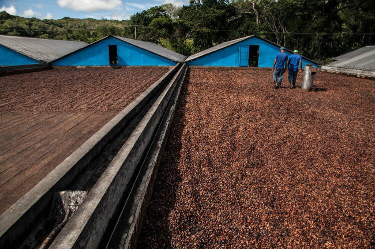 100% Traceable: Olam’s tech links producers and farmers through data