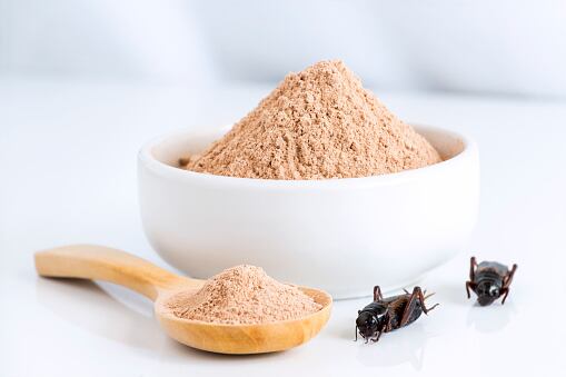 Bugging the question: Asia insect protein sector cite upscaling and negative preconceptions as biggest hurdles