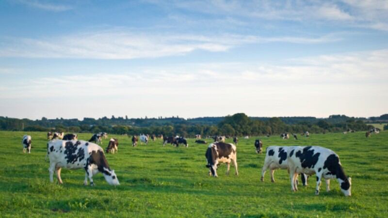 Similar-situation-Qatar-dairy-giant-Baladna-to-help-Malaysia-emulate-its-self-sufficiency-success.jpg