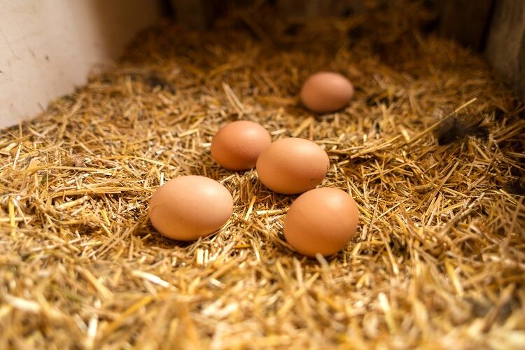 Animal Welfare Award winners: Barilla, McDonalds, Danone, and more