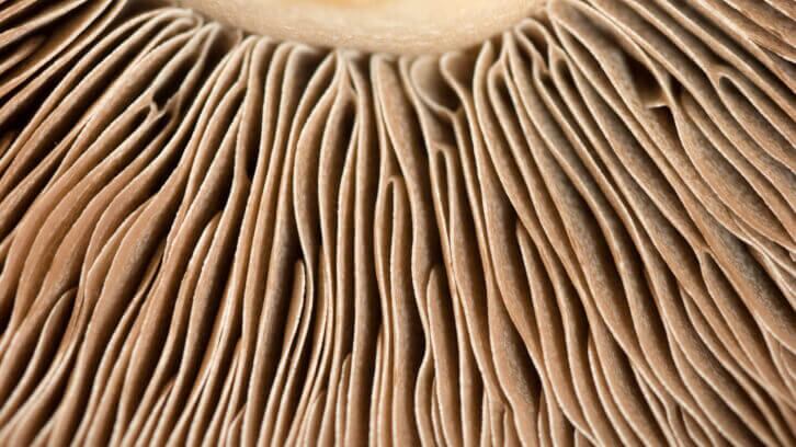 Tapping-into-the-2b-mycelium-market-to-improve-alternative-protein-innovation.jpg