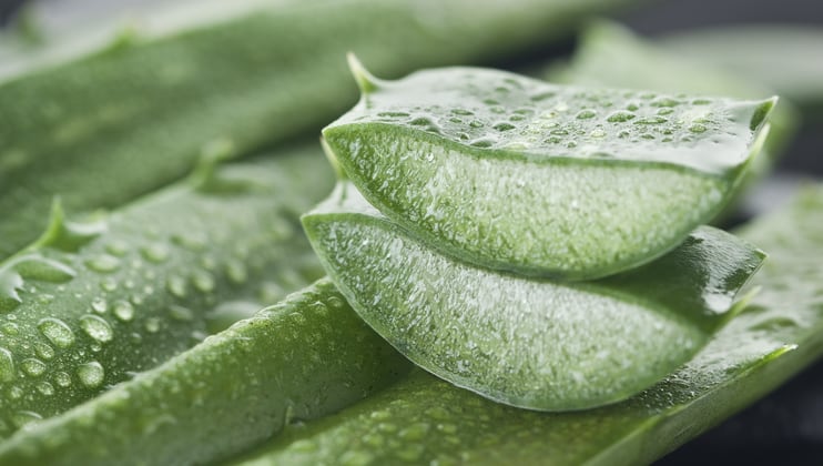 Taiwan’s new regulations on aloe vera use in food, supplements to kick in next Jan