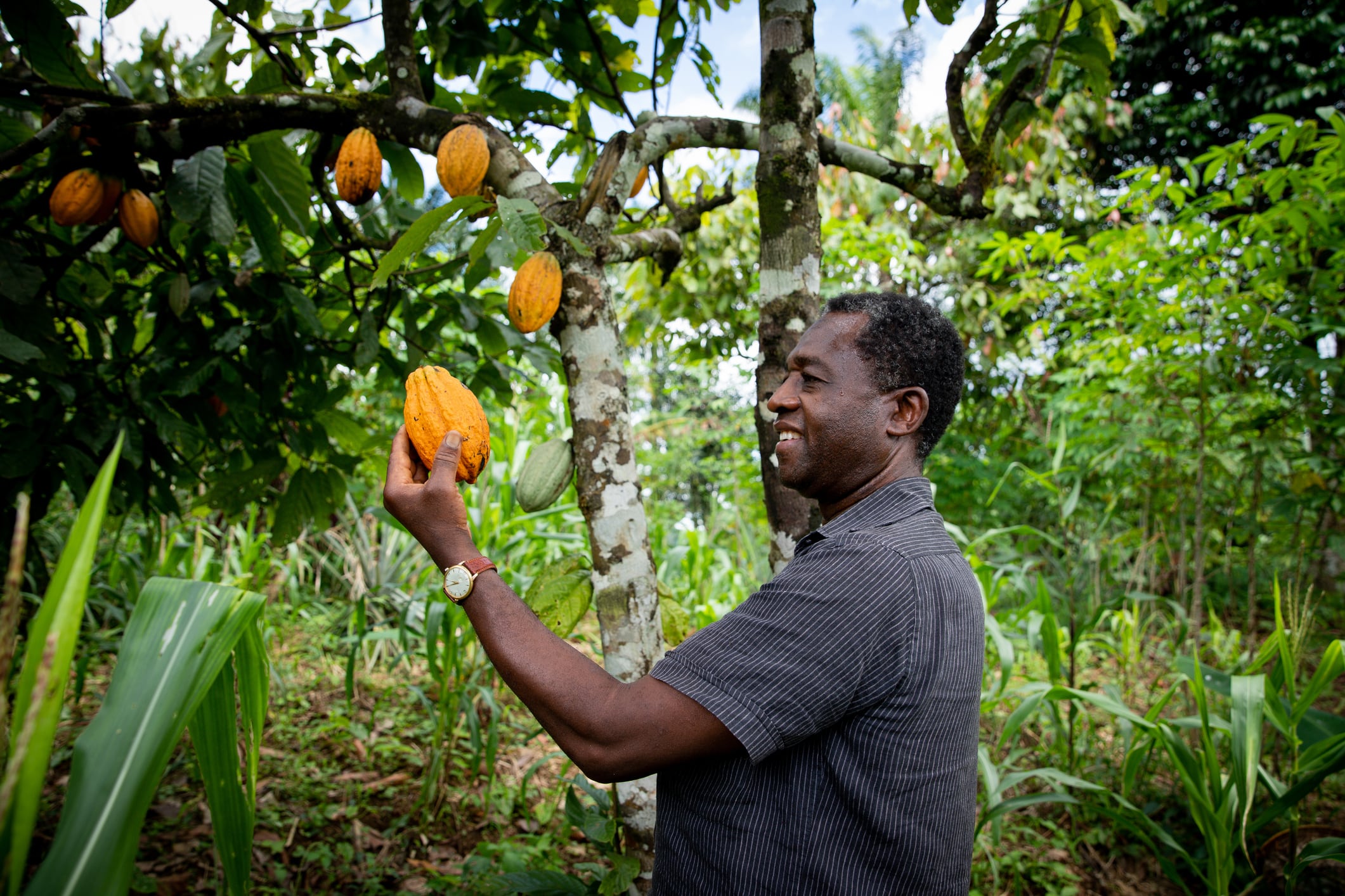 EUDR: 4 key traceability challenges for cocoa 