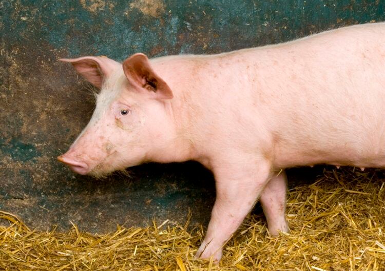 New pig welfare code launched in England