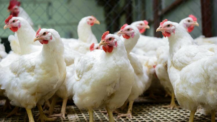Bulgarian poultry business invests to expand capacities