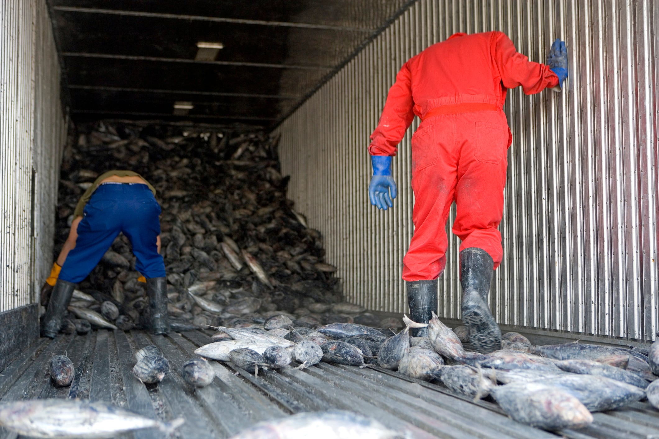 Truck filled with frozen bonitoes. Harbour. City of Ibusuki. Island of Kyushu. Japan

// Camion trempli de bonites congelees. Port. Ville de Ibusuki .Ile du Kyushu.Japon