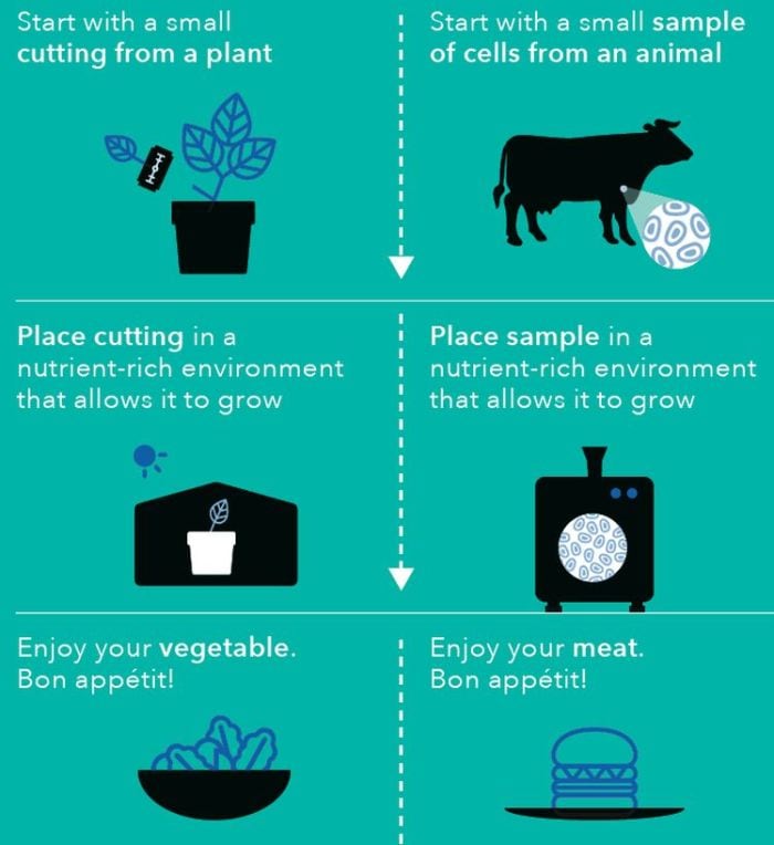 cultivated-meat-diagram.jpg