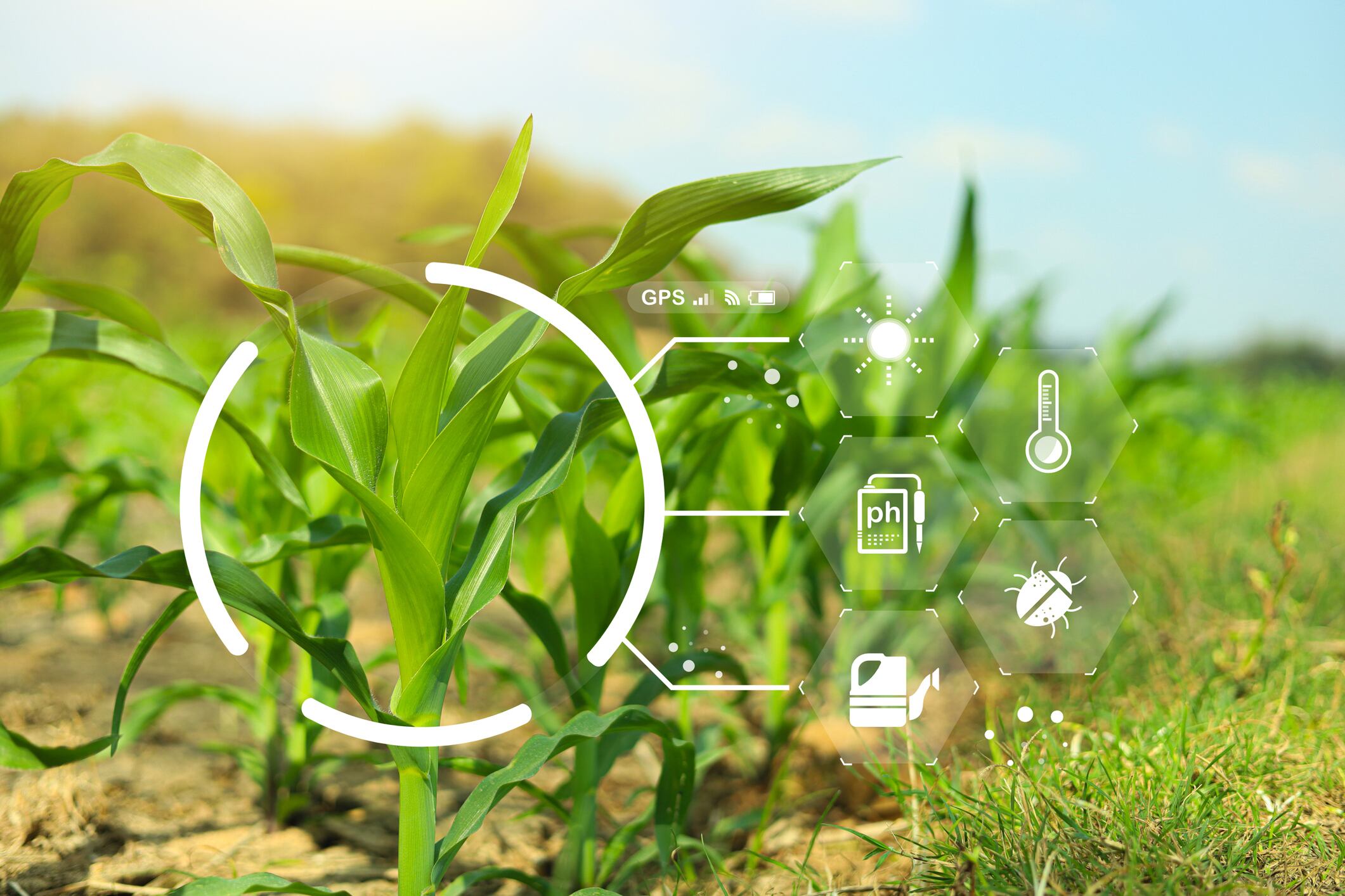 Smart agriculture technology concept with young corn plants in field digital farming interface icons, representing precision agriculture crop monitoring, soil analysis, sustainable farming innovation
