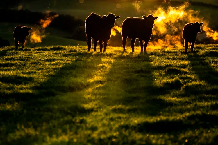 Scottish beef climate group created