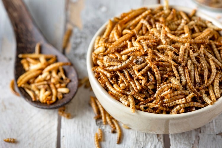 Is the UK bar for insect protein entry too high? 