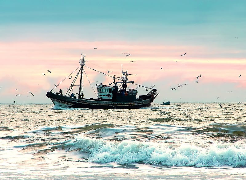 UK seafood hopes Brits will catch taste for fish amid coronavirus shock
