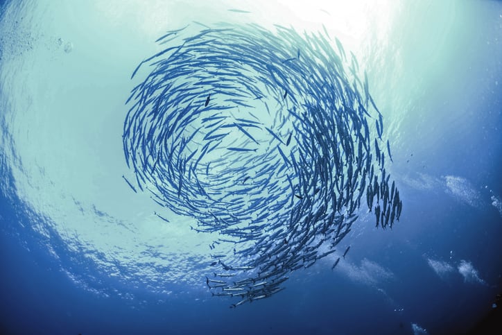 ‘We know seafood is a healthy and sustainable choice’: Industry reacts to ‘extreme’ and ‘misleading’ Netflix documentary  
