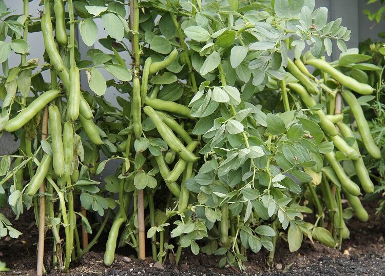 broad-beans-daseaford.jpg