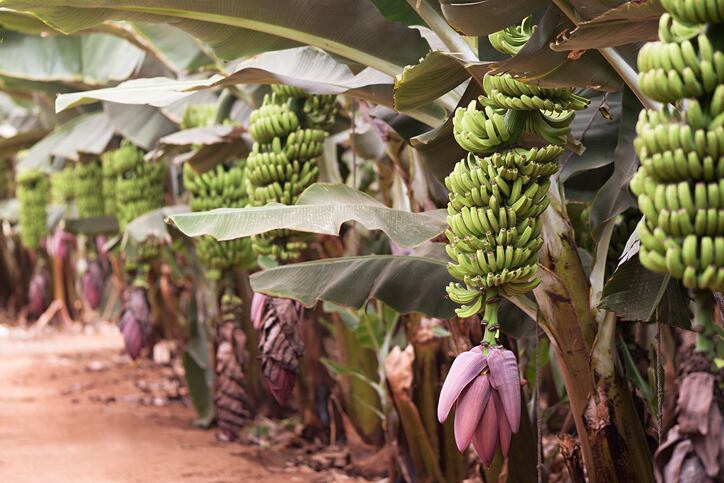 Colombia-declares-national-emergency-as-TR4-banana-disease-confirmed.jpg
