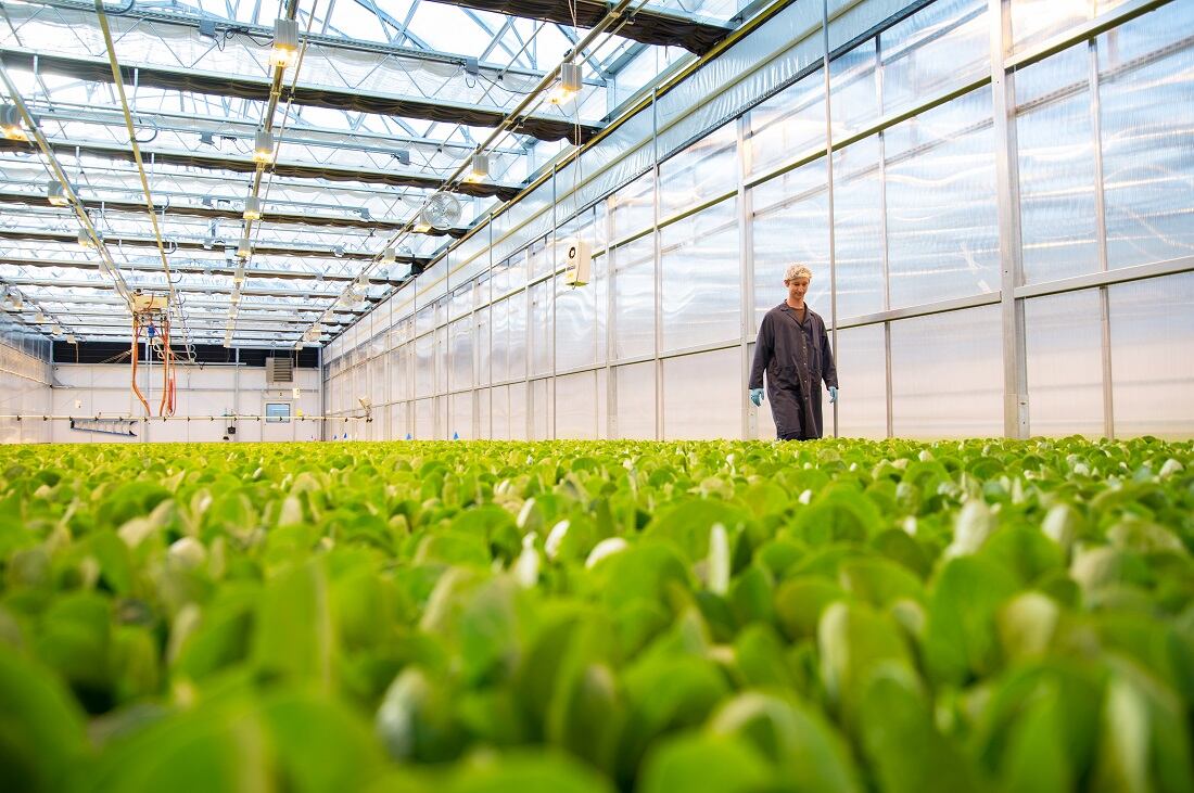 Local-Bounti-co-CEO-talks-future-of-indoor-farming-The-whole-industry-has-been-plagued-with-a-lot-of-over-committing-and-underachieving.jpg