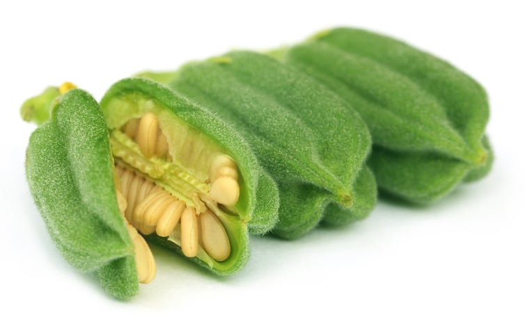 green-sesame-pod-bdspn.jpg