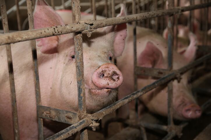 A-watershed-ruling-Case-challenging-Hormel-Natural-Choice-claims-can-proceed-rules-appeals-court.jpg