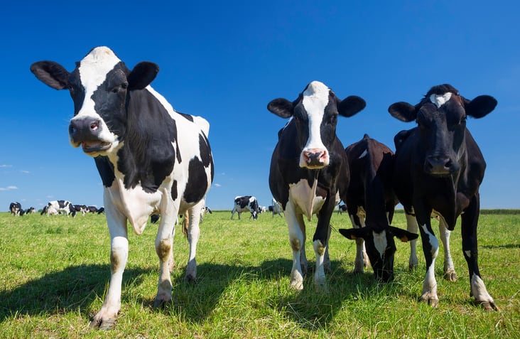 Farmers urge retailers to act on beef Brexit woes