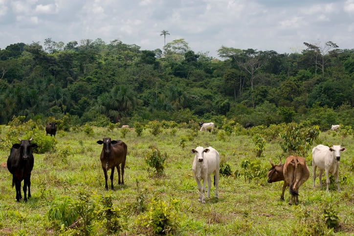 Environmental concerns: ‘Cows for cars’?