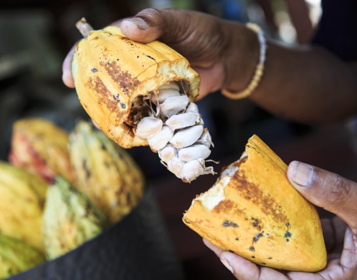 Cargill partners with AeroFarms for indoor grown cocoa