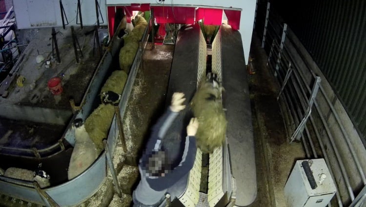 Animal welfare sentence slammed by Animal Aid