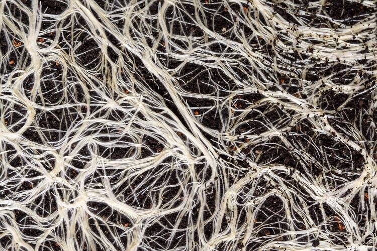 mycelium.jpg