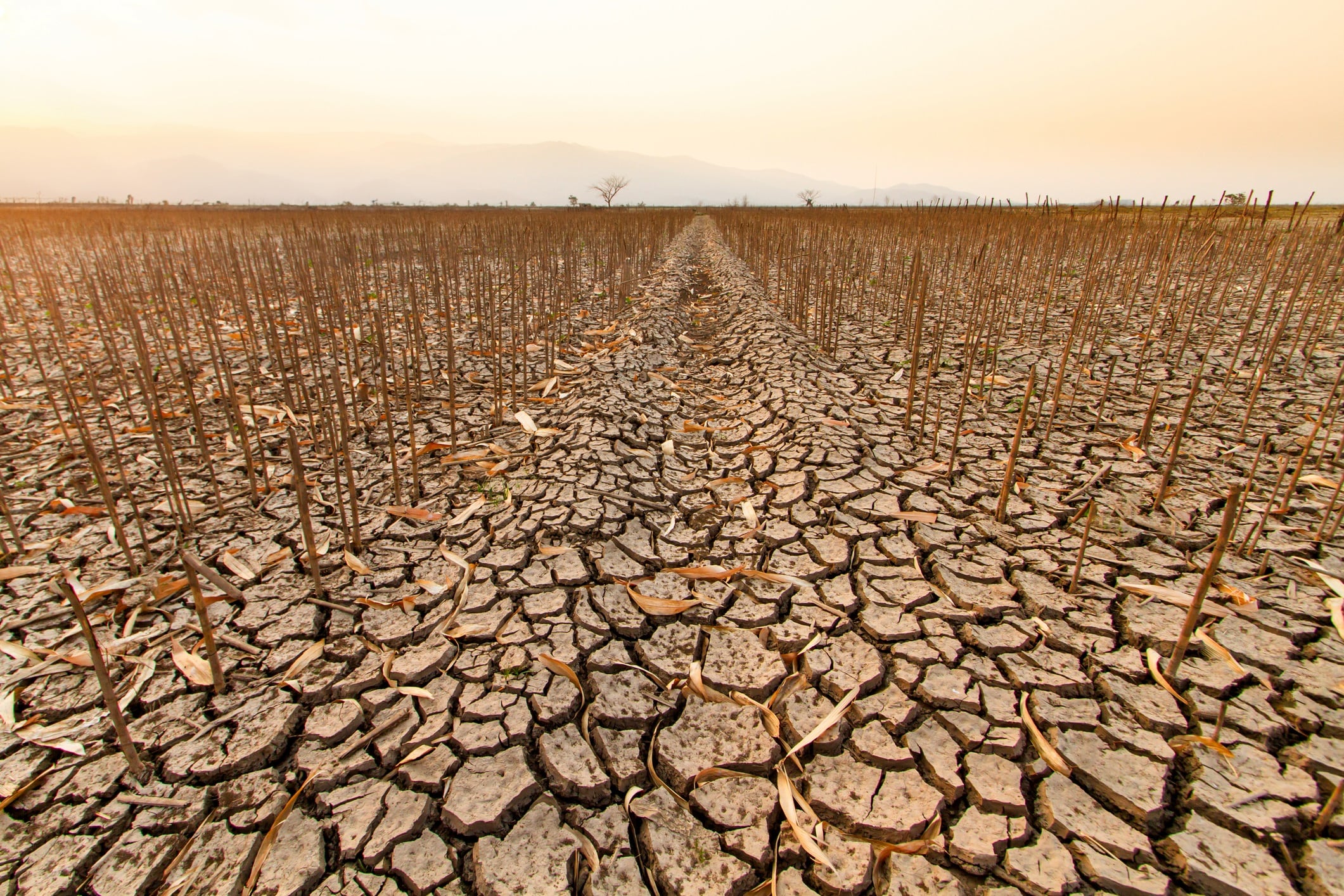 Dead corn under an orange sky, capturing the eerie silence of a once thriving agriculture crippled by climate change.