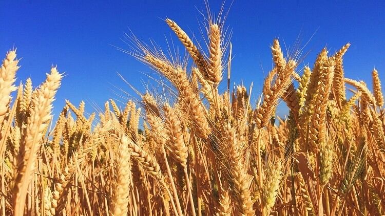 Policy Picks: Liability and gluten-free rules in India, sugar tax in New Zealand and Singapore and more feature in this policy round-up
