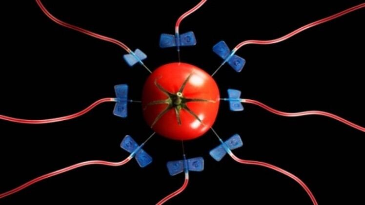Japan GM foods: 2022 data highlights ‘continued stability’ of genetically modified crops locally – government study