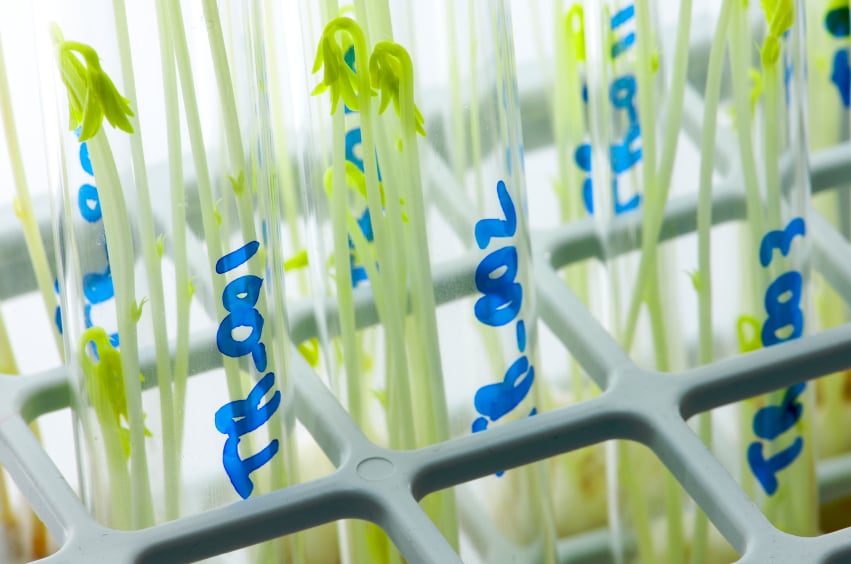 GM-plant-science.jpg