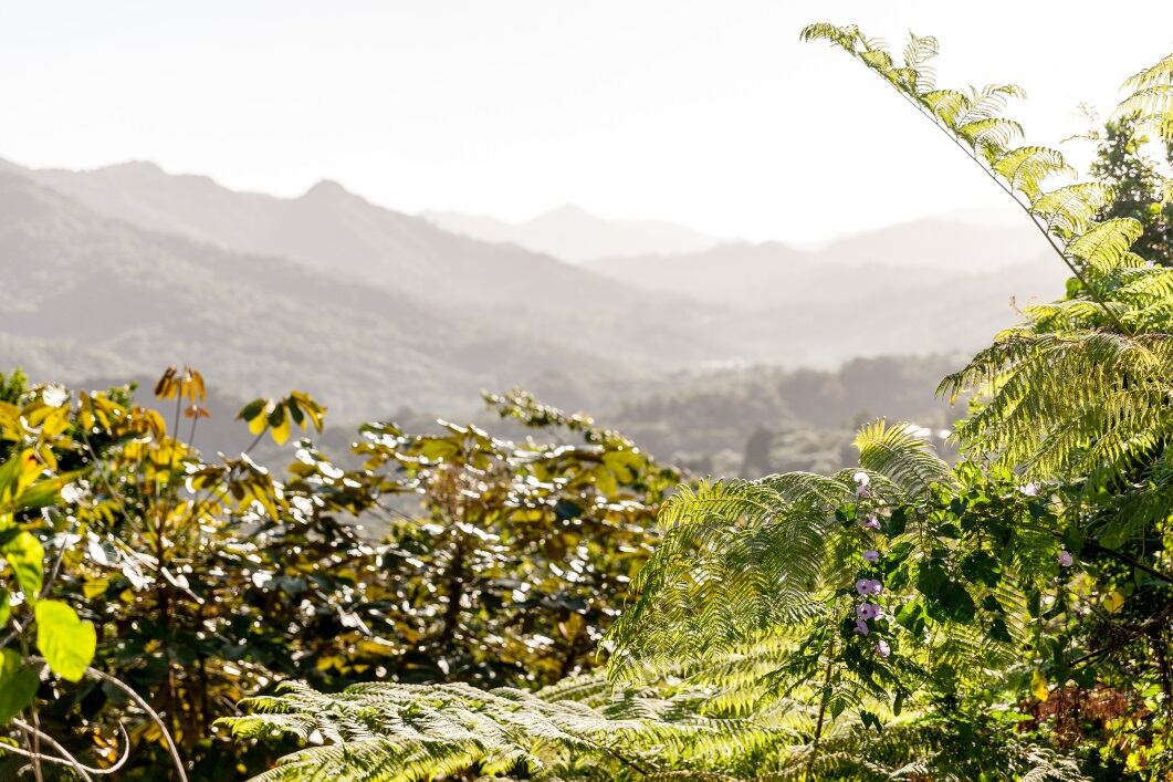 GettyImages-AvatarKnowmad-Puerto-Rico-coffee-production.jpg