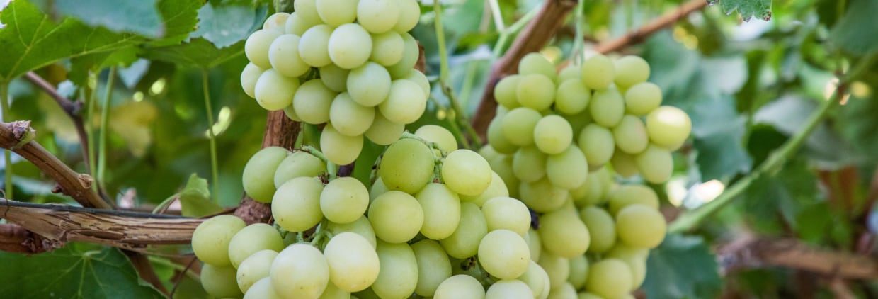 Growing grapes