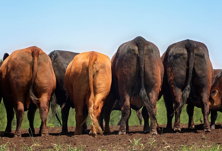 Commission wants to cut GHG emissions by 90% by 2040, but is agriculture off the hook?