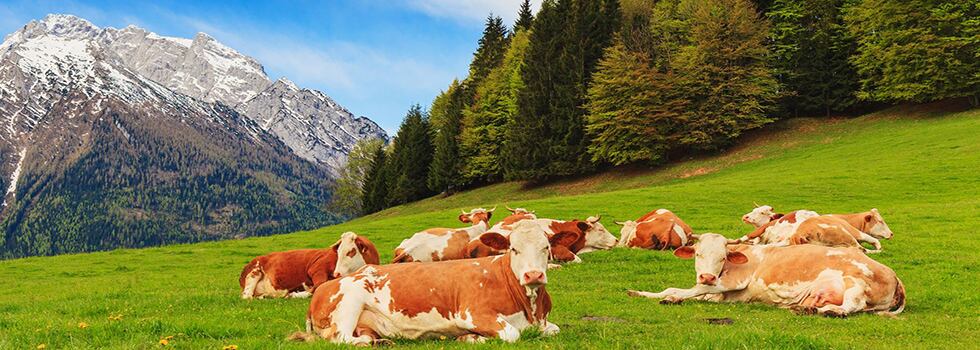 Tapping-into-the-power-of-DNA-for-meat-traceability.jpg