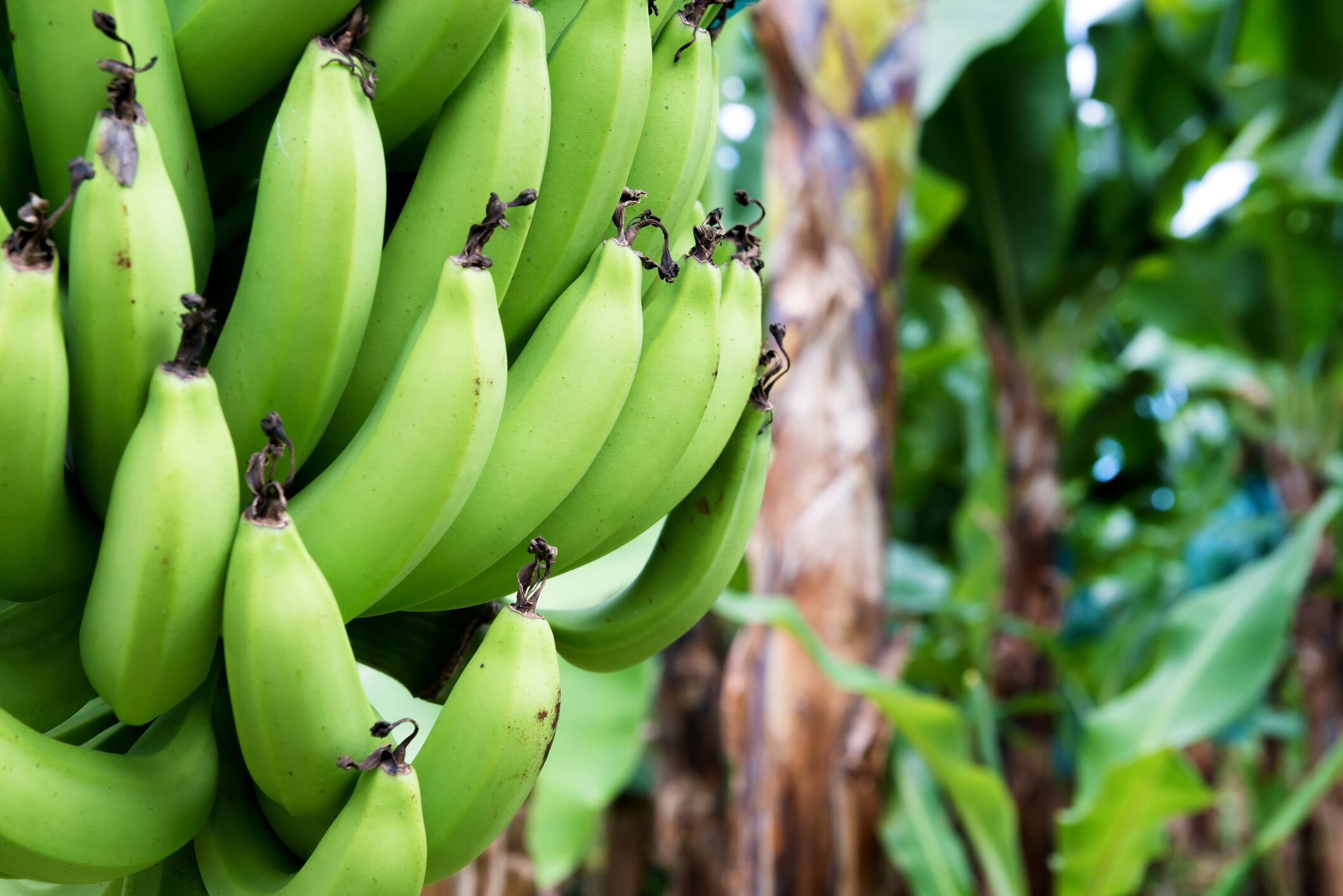 Ecuadorian-banana-association-partners-with-UK-s-It-s-Fresh!-for-supply-chain-tech.jpg