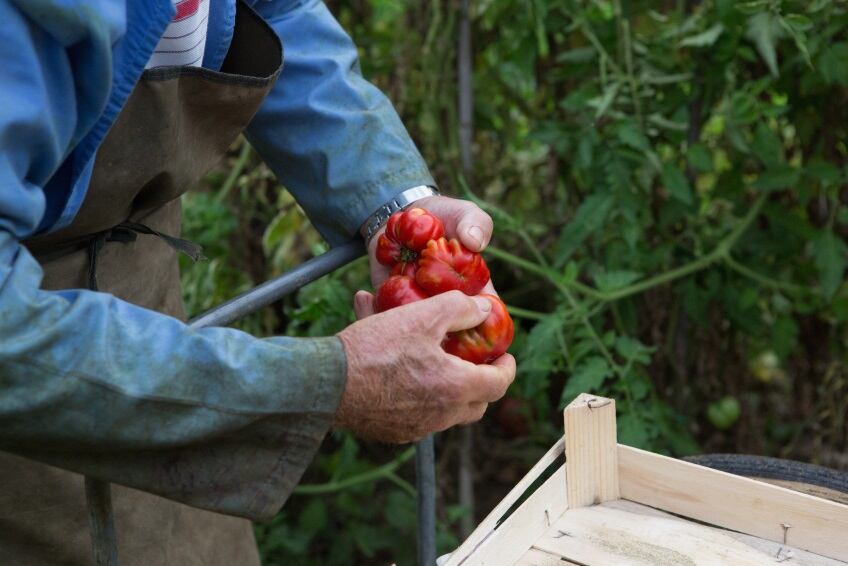GettyImages-1069958386-tomato-harvest.jpg