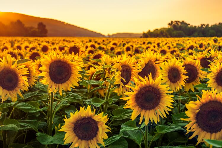 GettyImages-Kaycco-sunflower-field.png