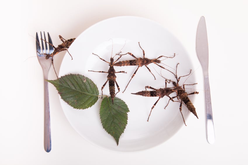My ethics epiphany: Former beef-specialist chef launches cricket protein brand to combat damaging meat industry