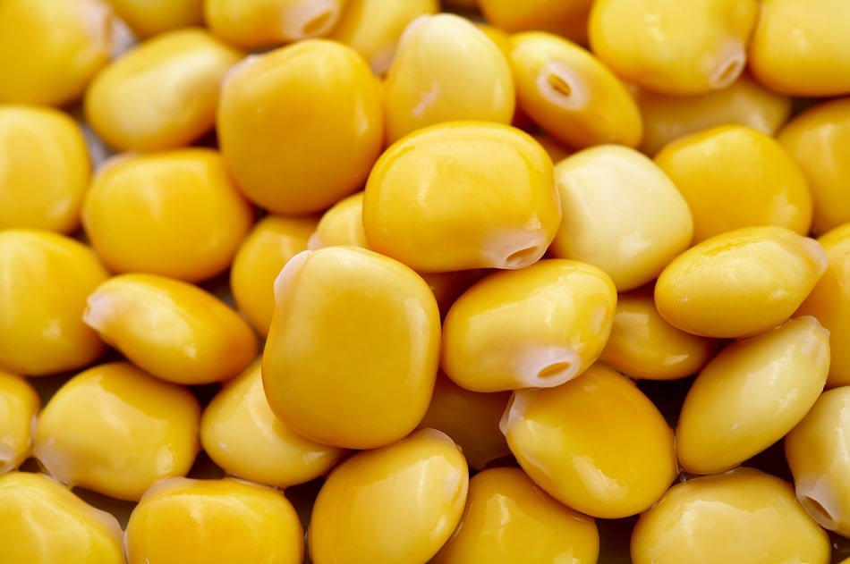 Protein-Industries-Canada-ramps-up-lupin-production-for-plant-based-product-development.jpg
