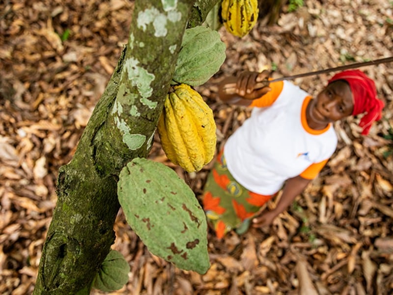 Nestlé outlines its cocoa sustainability commitments with publication of Annual Report
