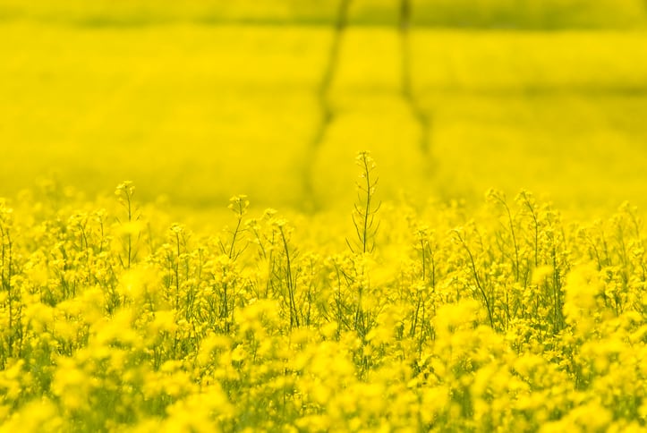 Global rapeseed production set to fall short of demand, warns UFOP