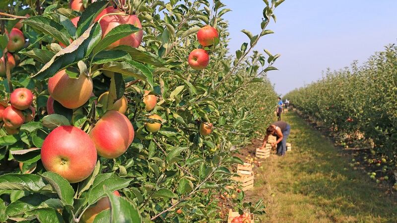 Immigration policy set to ‘cripple British food security’