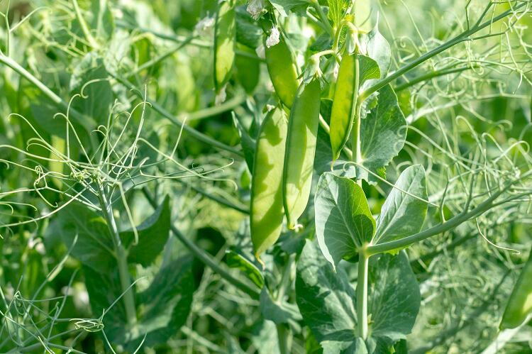 Biofortified crop potential: Researchers discover mutation in peas leading to high iron content