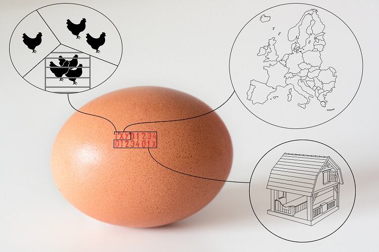 egg-code-emiliozv.jpg
