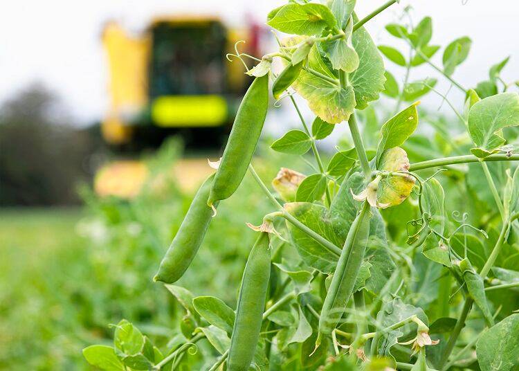 WATCH: How Birds Eye grows, harvests, and processes its frozen peas